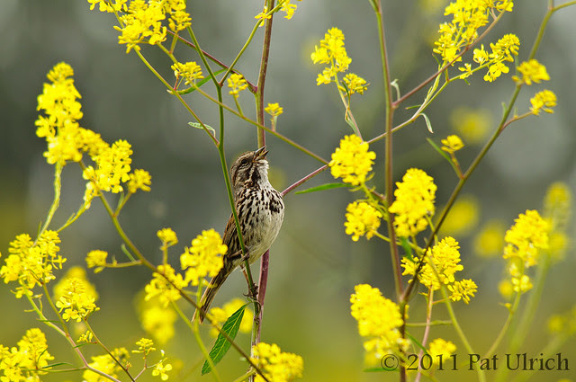 Singing song sparrow in yellow flowers - Pat Ulrich Wildlife Photography