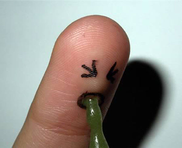 Crazy Fingers