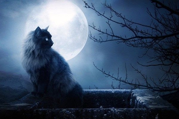 Fond D Ecran Halloween Chat Noir Black Cat Wallpaper