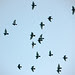 wrj_rock_doves_close