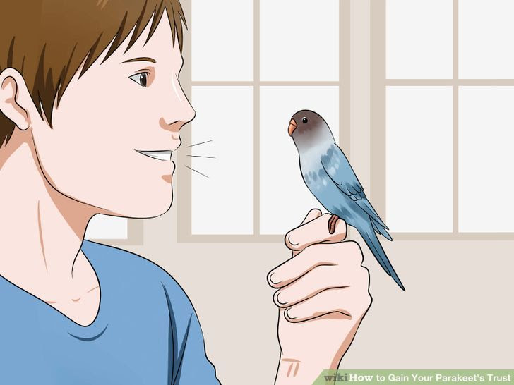 Gain Your Parakeet's Trust Step 11.jpg
