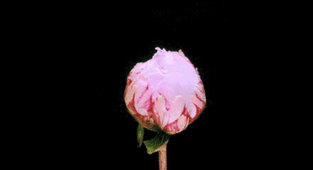 牡丹花 英语怎么说