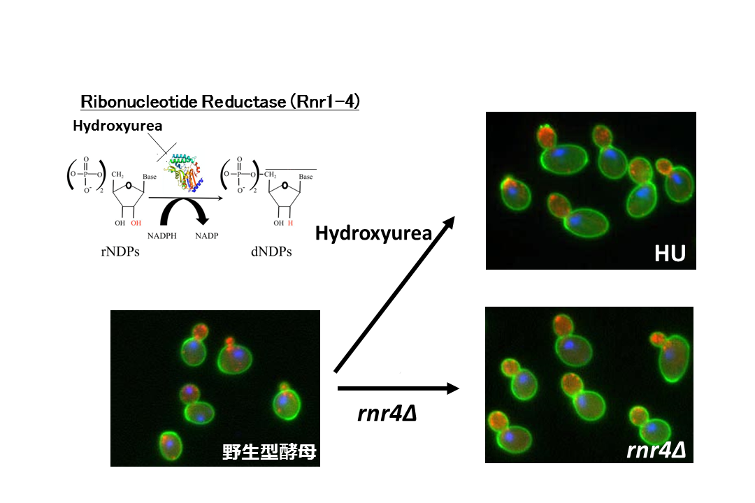 東京大学大学院新領域創成科学研究科先端生命科学専攻生命応答システム分野