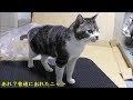 √無料でダウンロード！ 猫 ケリケリ 281784-猫 けりけり しない