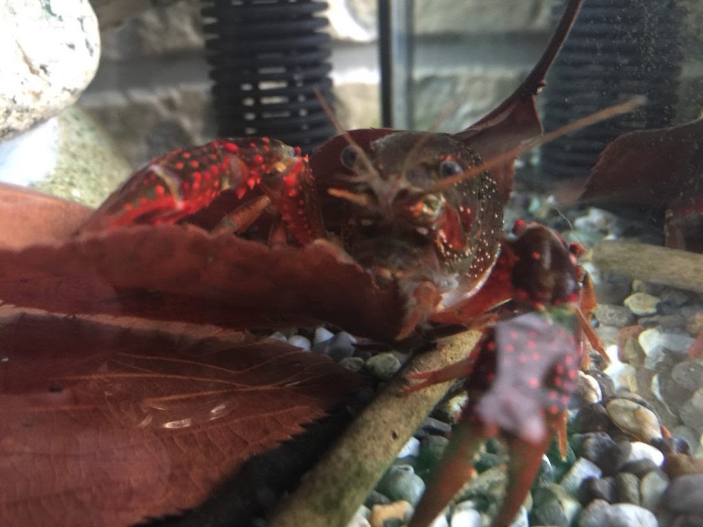 なぜアメリカザリガニの色が変わったのか 白化 変色を考えてみる まろパパのhow About This