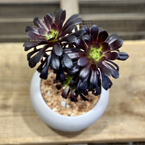 おしゃれ 観葉植物 多肉植物 アエオニウム 黒法師 白丸モダン鉢 受皿付 赤ゼオライト On Rakuten Store Shopping Assistant Deputy Service Japamart