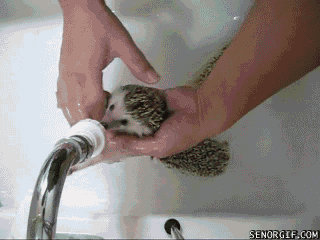 面白gif 動物 水浴びで体の清潔を保つハリネズミ 面白ネタ帳 まとめ