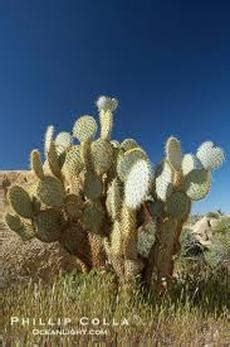 This smell can be hard to describe, but is often given a sweet and . Desert Region - California's Plants & Trees