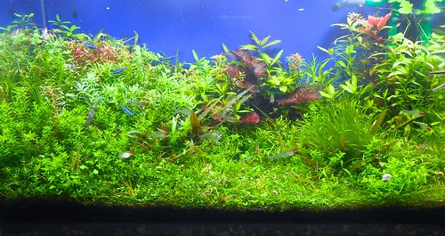 Metabolism 水草水槽 高回転型 今週の60 ヘアーグラス追加とトリミング