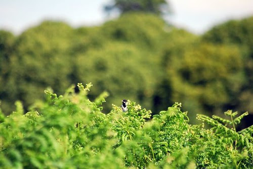 Reed Bunting