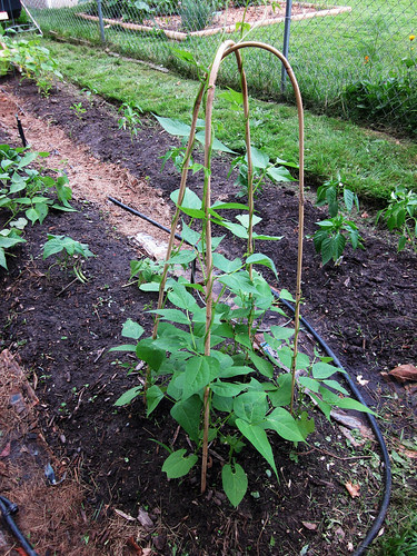 2010 Garden: Week 5