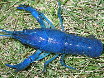 青ザリガニたちの部屋 もう1匹もいない 私のザリガニ飼育の師匠