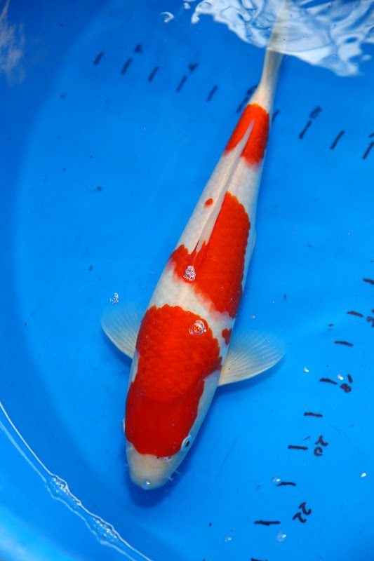 Japanese Koi Sale Toronto Ontario | Koi Store
