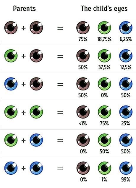  punnetts square the genetics of eye color