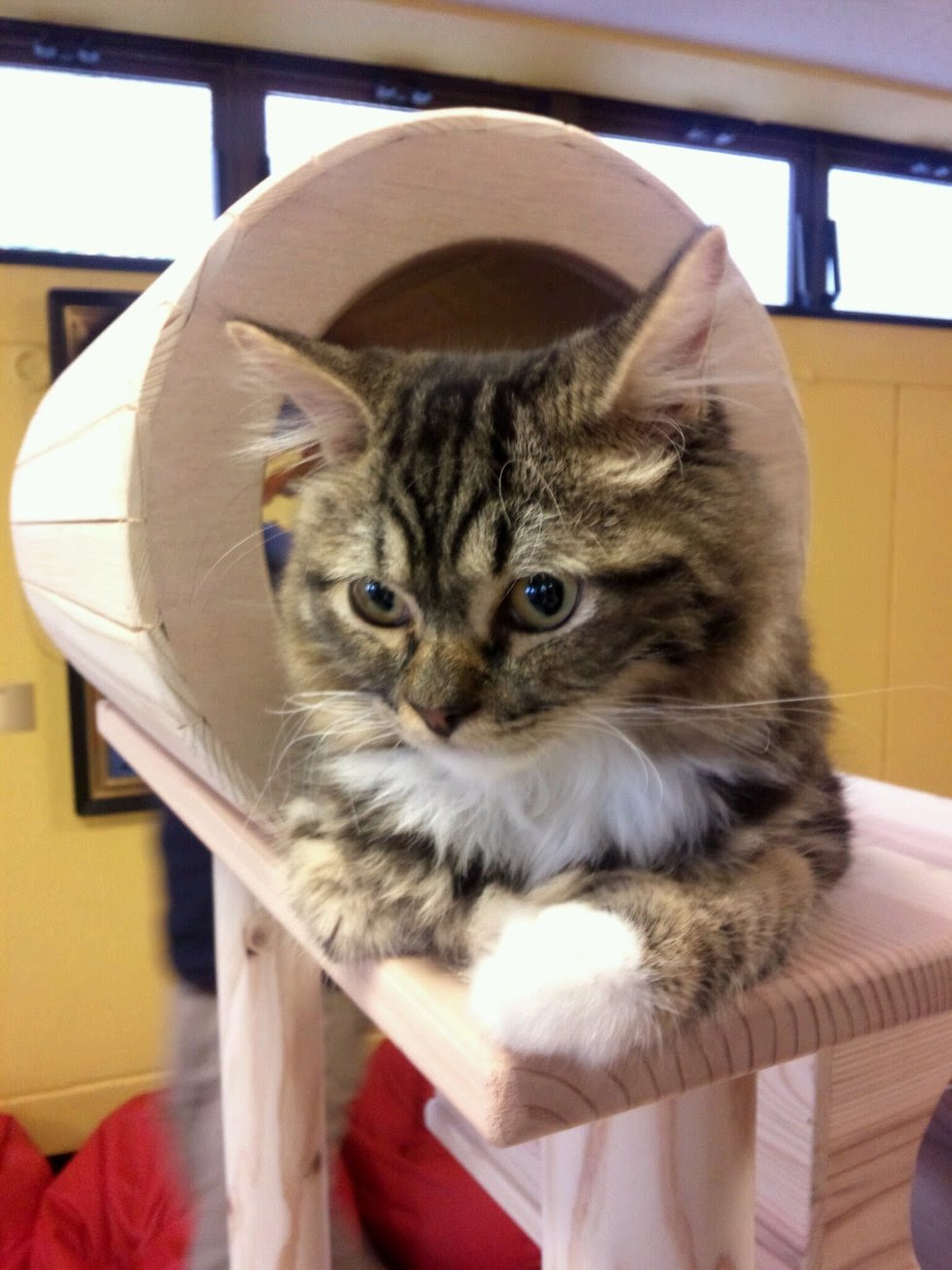 木のキャットタワー 木製キャットタワー通販 Ecoいち