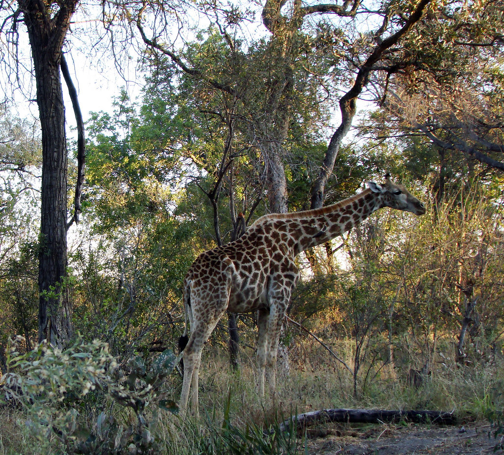 DSC07511 Southern Giraffe