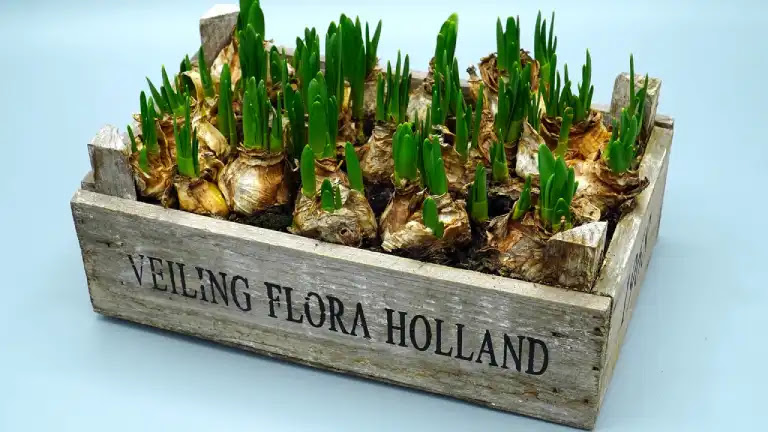 秋植え球根 植えっぱなしok ズボラでも大丈夫 おすすめ球根5種 Mataiku マタイク