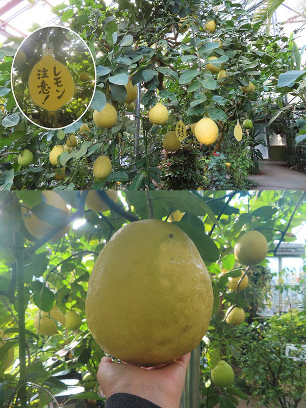 こんにちは植物園です 筑波実験植物園 つくば植物園 Tsukuba Botanical Garden