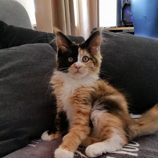 Ten of the best Maine Coon cats that you will see