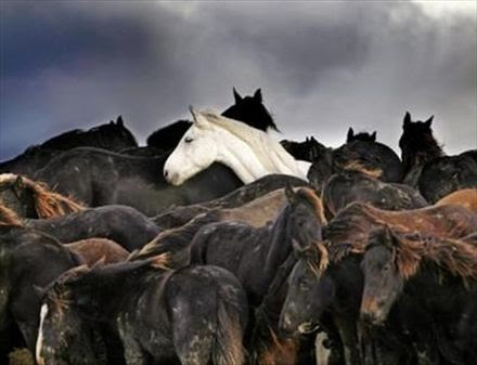 marrum%20paarden%202[1]