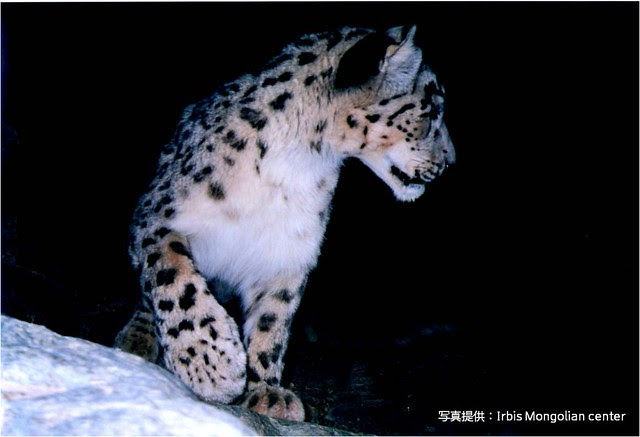 まもろうproject ユキヒョウ 赤外線カメラで絶滅危惧種ユキヒョウを守る Campfire キャンプファイヤー