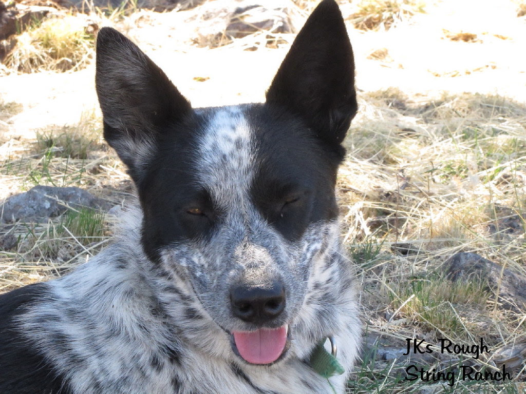 Bella Jo the WannaBe Cow Dog