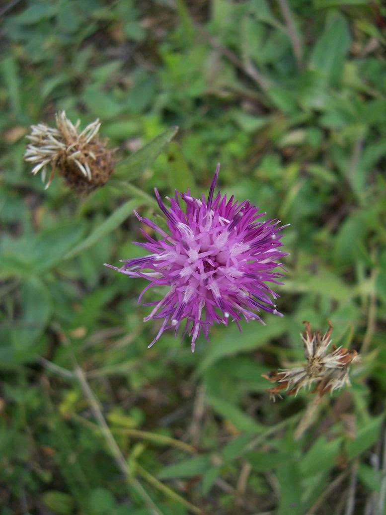 Centaurée jacée - centaurea jacea - Photo de fleur sauvage