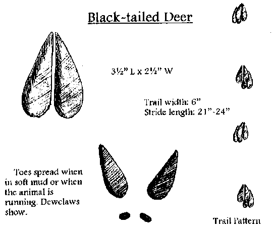 Animal Tracks - Columbian Black-tailed Deer (Odocoileus hemionus columbianus 