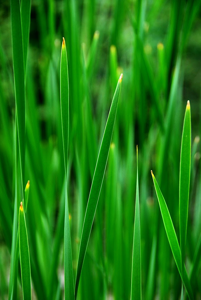 Cattail leaves.