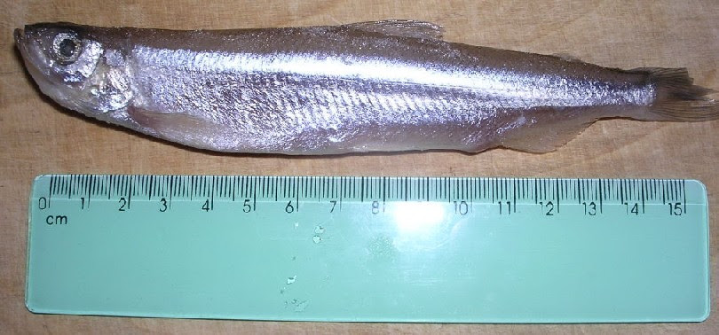 ちかの南蛮漬け チカと言うお魚のレシピ ぷくの簡単料理レシピブログ