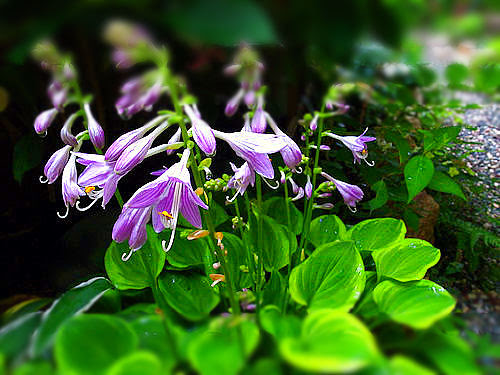 ギボウシの花咲く ｉｖｙおじさんのｉｖｙ的生活
