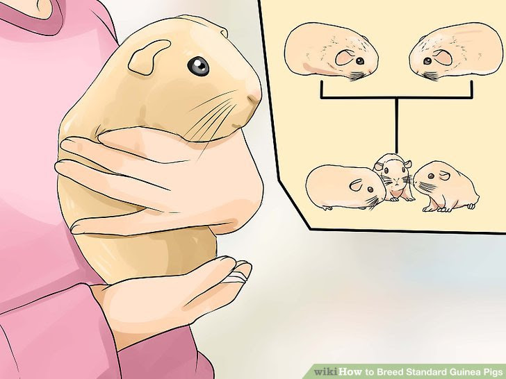 Breed Standard Guinea Pigs Step 3 Version 4.jpg