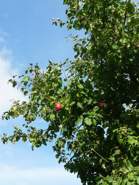 Our apple tree