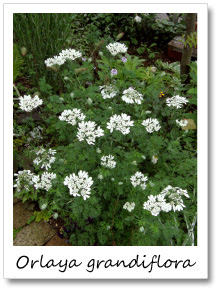 オルレア グランディフローラの種まき 花と雑貨の情報館