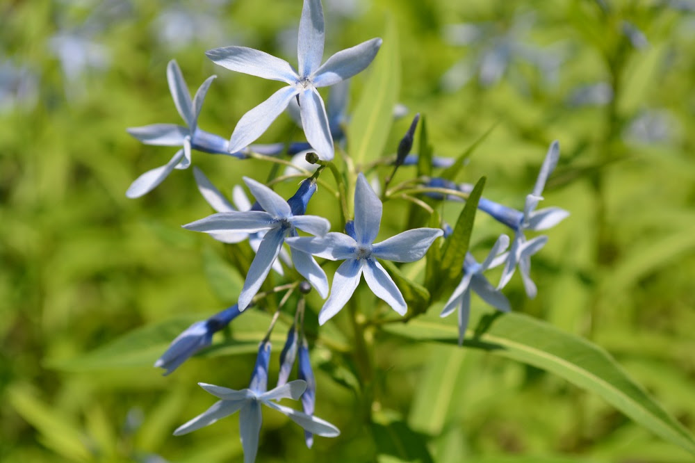 花の草原に薄紫のベール 山形市野草園