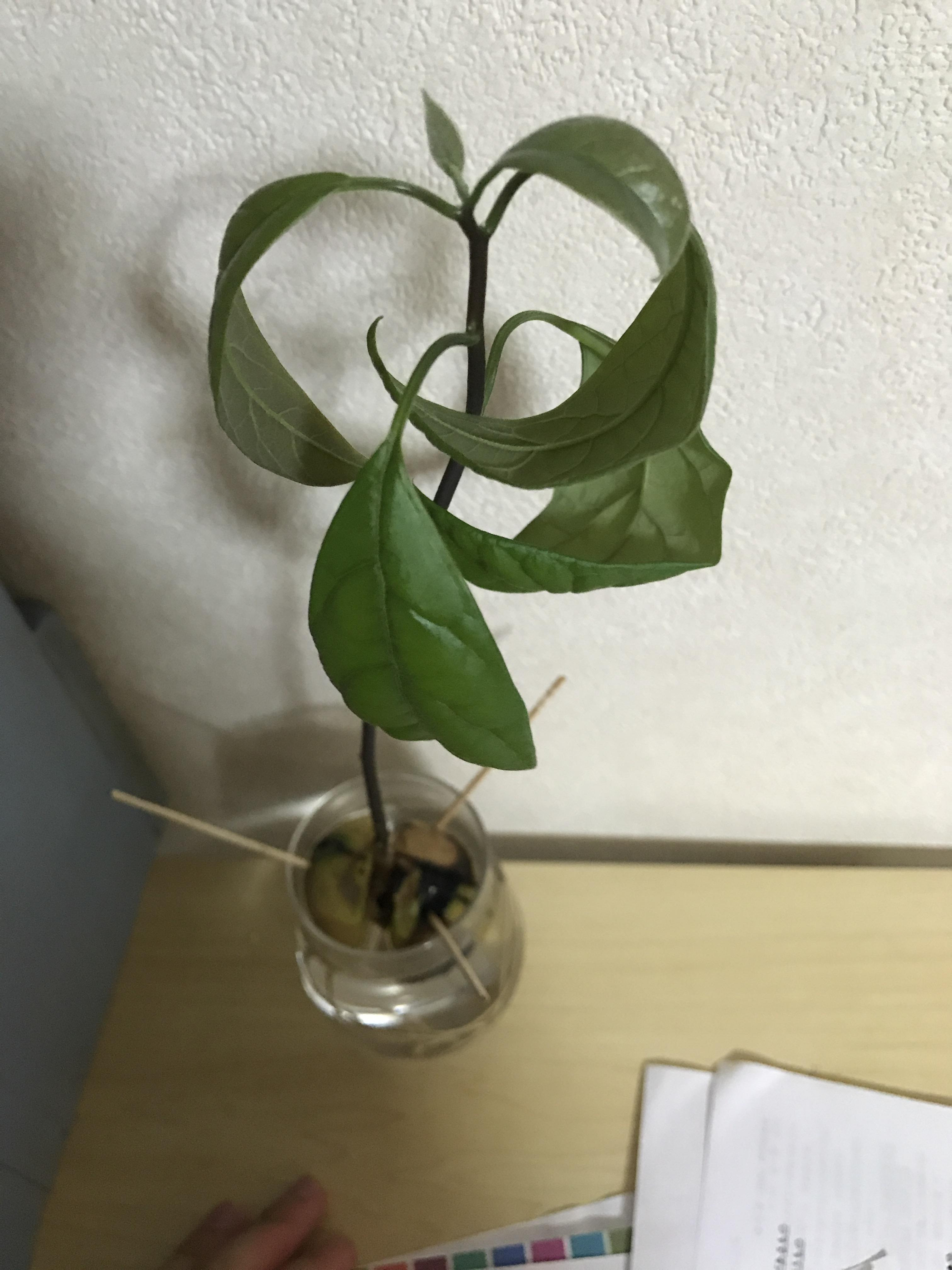 すべての花の画像 新鮮なアボカド 葉っぱ 丸まる