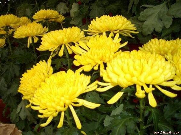 Bên cạnh việc dùng để làm đẹp sân vườn, hoa cúc còn được xem như một loài thảo dược