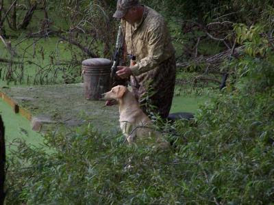 ... Michigan Flushing, Hunt Testing, Retrieving hunting dog trainers