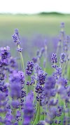 Lavender Iphone Wallpaper