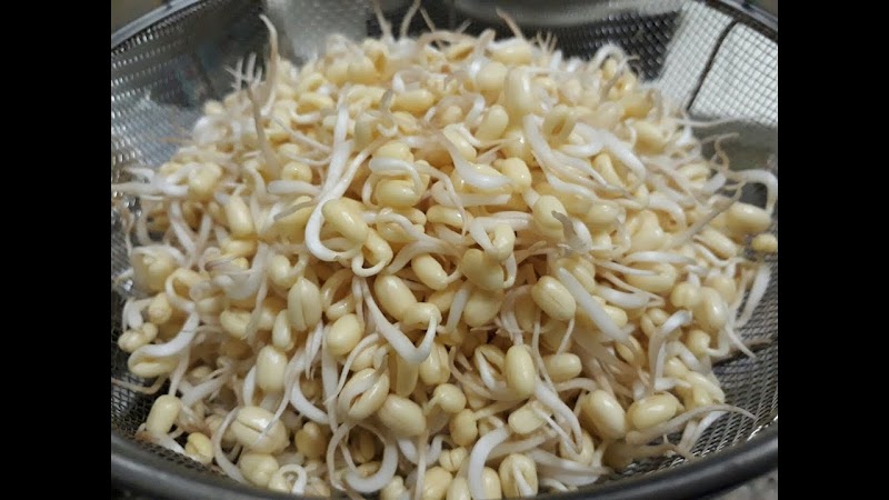 19+ Kecambah Kacang Hijau, Info Penting!