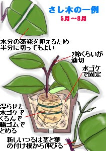 ホヤの育て方 ヤサシイエンゲイ