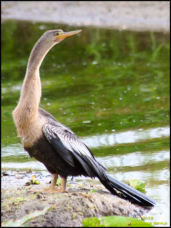 Anhinga