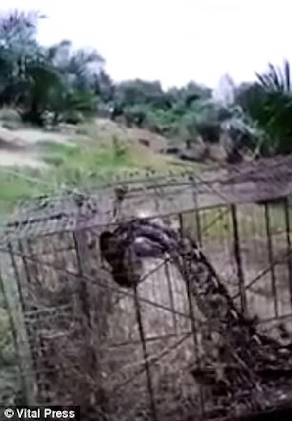 Farmer batters huge 4.5m python to death after it swallowed his goat