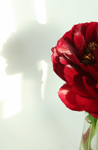 big red finally bloomed