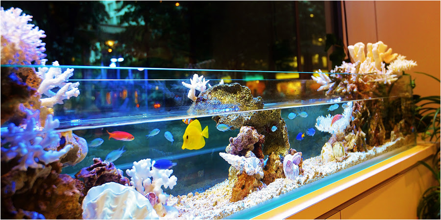 熱帯魚 海水魚 水槽のレンタル メンテナンスを行う会社アクアデザイン福岡 お店のインテリアなどにどうぞ