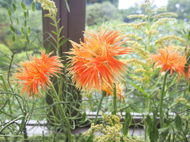 オレンジ色花図鑑