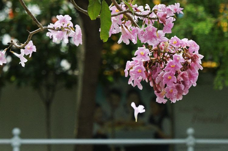 新加坡风铃木花盛开 齐鲁网