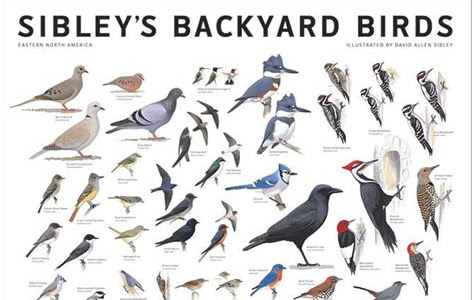 Download Link Sibley's Backyard Birds: Eastern North America Library Binding PDF