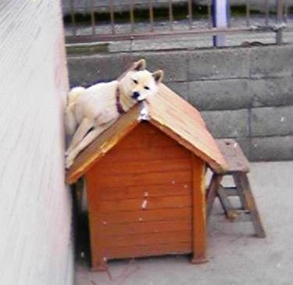 Tokioに犬小屋作ってもらったけど 入り口がない 犬小屋へのボケ ボケて Bokete