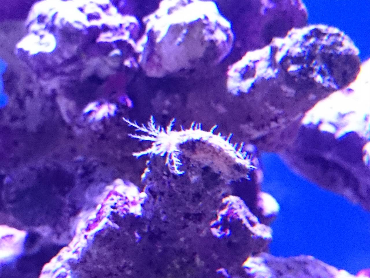 また変な生き物が出てきました 汗 30cm水槽の海水魚飼育